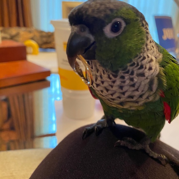 Meet your Posher: Kippy Kat - Picture 2 of 2